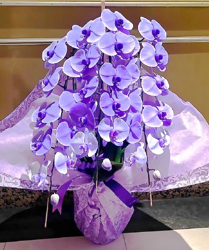 胡蝶蘭