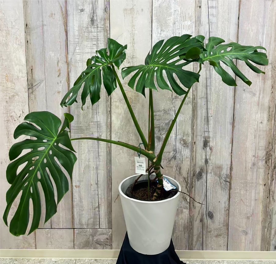 観葉植物
