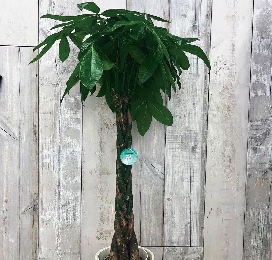 観葉植物