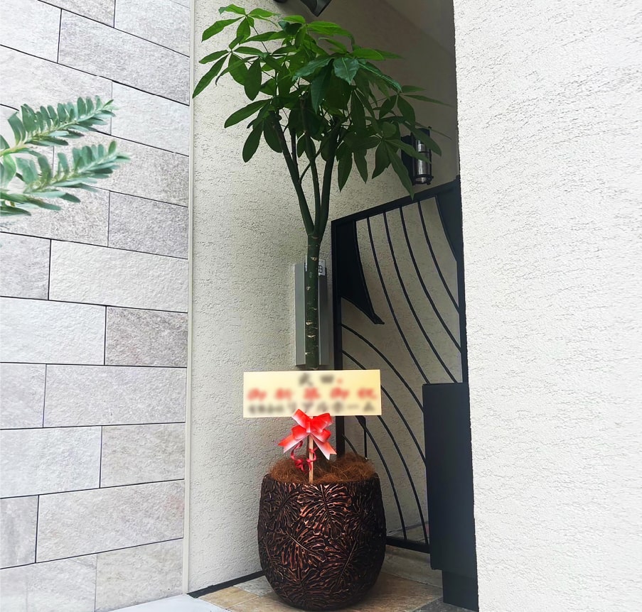 観葉植物