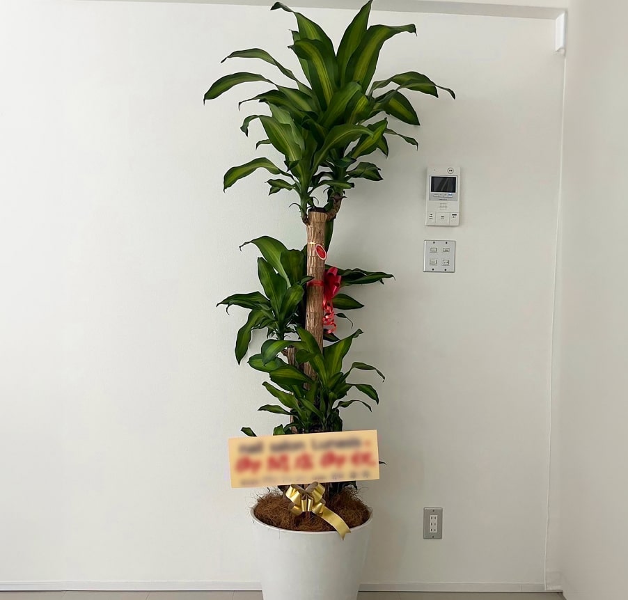 観葉植物