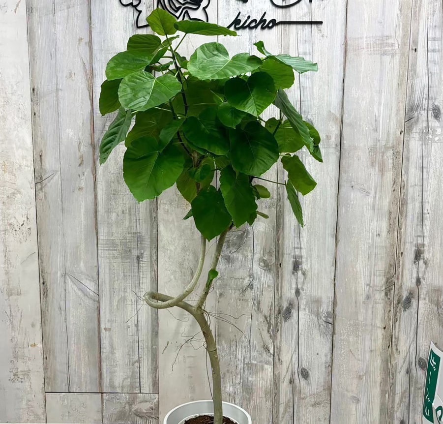 観葉植物
