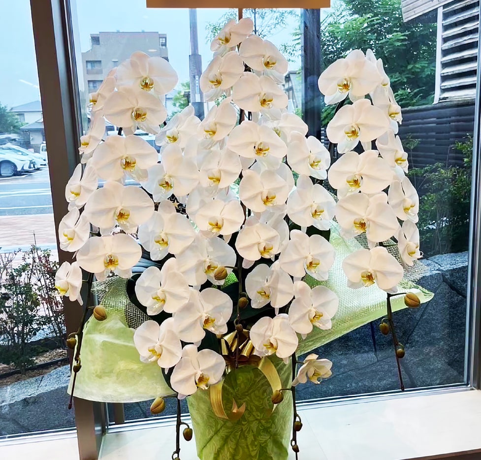 胡蝶蘭