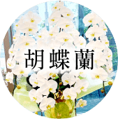 胡蝶蘭